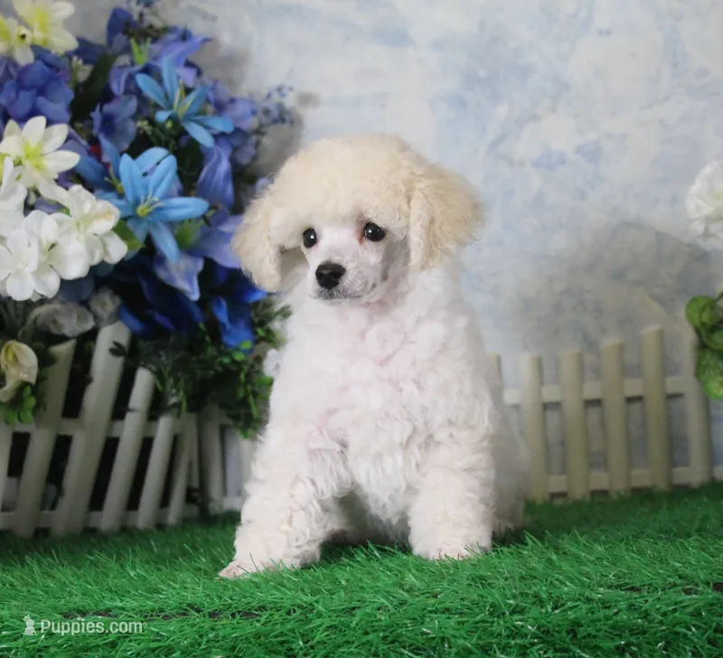 Polo, AKC Champion Sired – Poodle - Toy  puppy for sale in Butler, MO