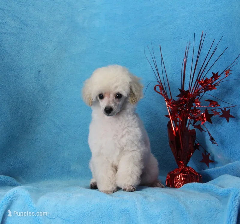 Stan, AKC Champion Sired – Poodle - Toy  puppy for sale in Butler, MO