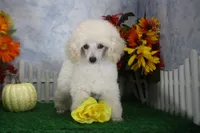 Diamond, AKC Champion Sired, a female Poodle - Toy  for sale in Butler, MO – 7 of 7