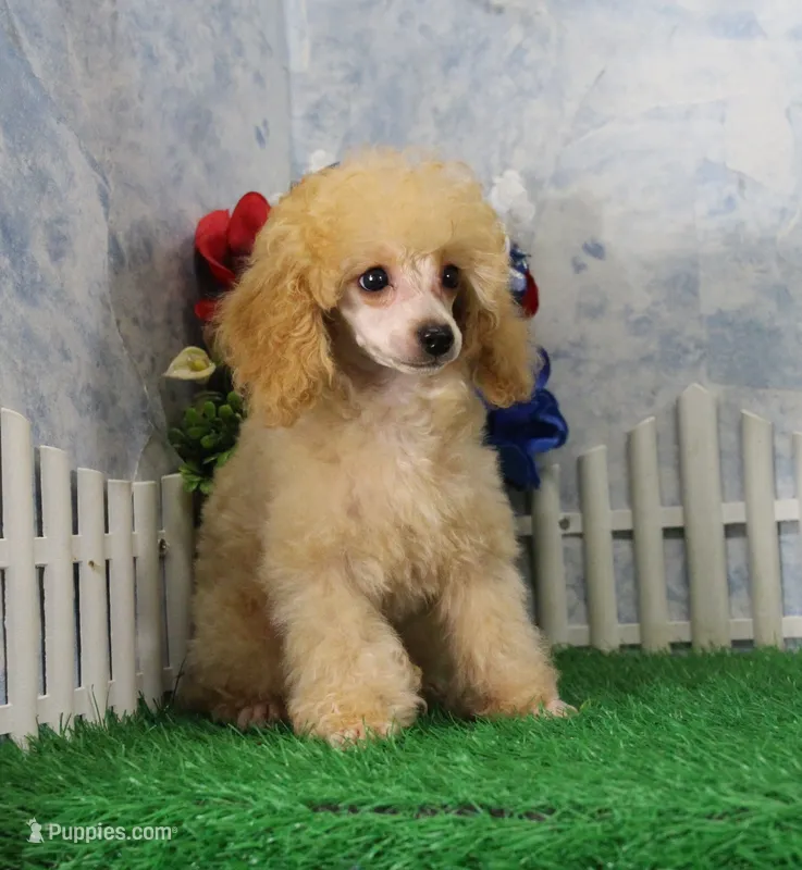 Snoozy, AKC Champion Sired – Poodle - Toy  puppy for sale in Butler, MO