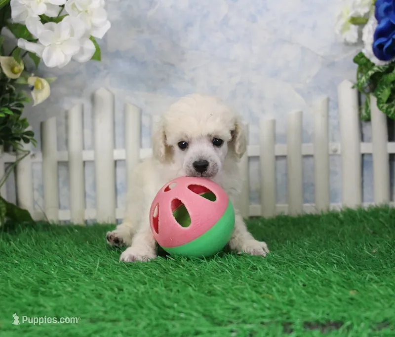 Roscoe, AKC Champion Sired – Poodle - Toy  puppy for sale in Butler, MO