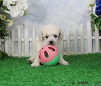 Roscoe, AKC Champion Sired, a male Poodle - Toy  for sale in Butler, MO – 1 of 6