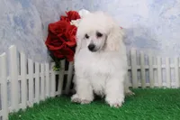 Alex, AKC Grand Champion Sired, a male Poodle - Toy  for sale in Butler, MO – Photo 4 of 7