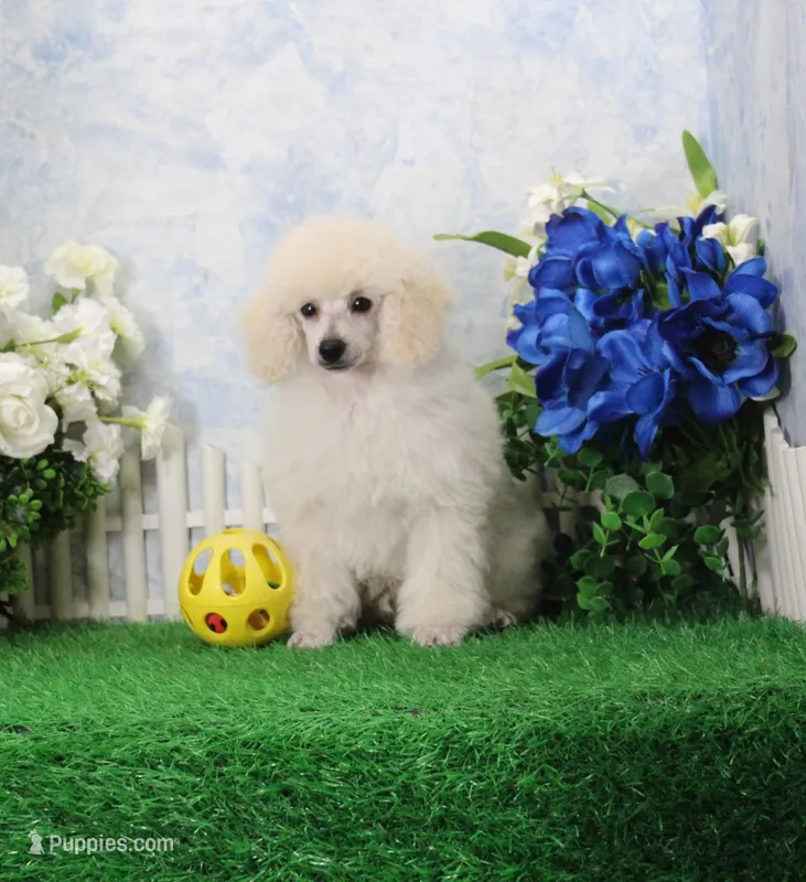 Alex, AKC Grand Champion Sired – Poodle - Toy  puppy for sale in Butler, MO