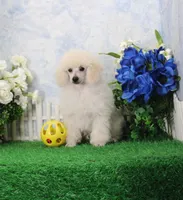 Alex, AKC Grand Champion Sired, a male Poodle - Toy  for sale in Butler, MO – Photo 1 of 7