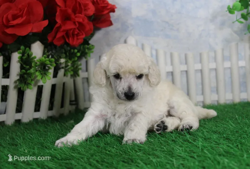 Alex, AKC Grand Champion Sired