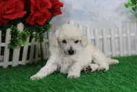 Alex, AKC Grand Champion Sired, a male Poodle - Toy  for sale in Butler, MO – Photo 1 of 6