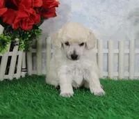 Alex, AKC Grand Champion Sired, a male Poodle - Toy  for sale in Butler, MO – Photo 4 of 6