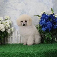 Alex, AKC Grand Champion Sired, a male Poodle - Toy  for sale in Butler, MO – Photo 2 of 7