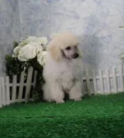Alex, AKC Grand Champion Sired, a male Poodle - Toy  for sale in Butler, MO – Photo 3 of 7