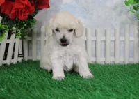 Alex, AKC Grand Champion Sired, a male Poodle - Toy  for sale in Butler, MO – Photo 2 of 6