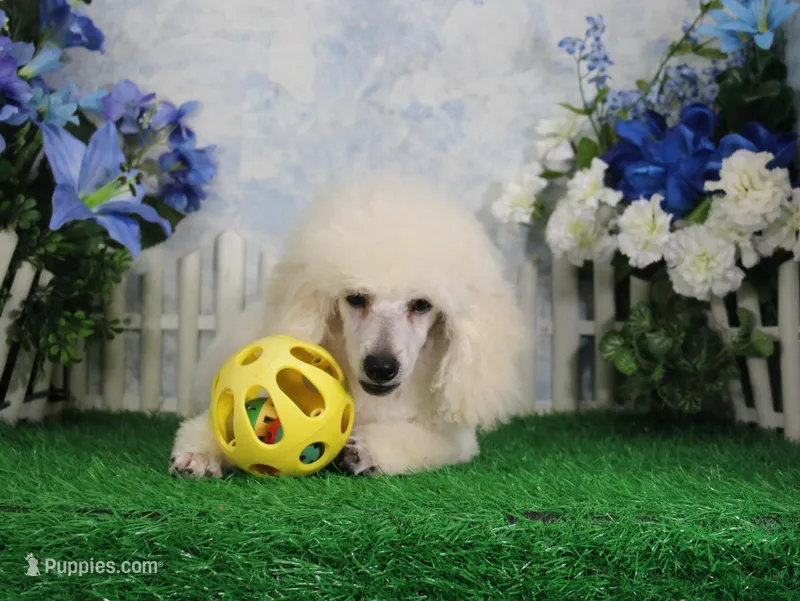 Alex, AKC Grand Champion Sired – Poodle - Toy  puppy for sale in Butler, MO