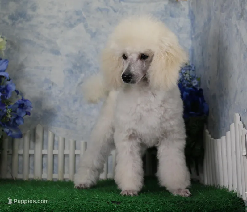 Alex, AKC Grand Champion Sired – Poodle - Toy  puppy for sale in Butler, MO