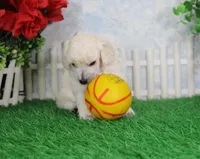 Alex, AKC Grand Champion Sired, a male Poodle - Toy  for sale in Butler, MO – Photo 3 of 6