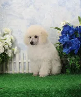 Alex, AKC Grand Champion Sired, a male Poodle - Toy  for sale in Butler, MO – Photo 5 of 7