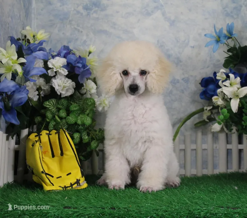 Alex, AKC Grand Champion Sired – Poodle - Toy  puppy for sale in Butler, MO