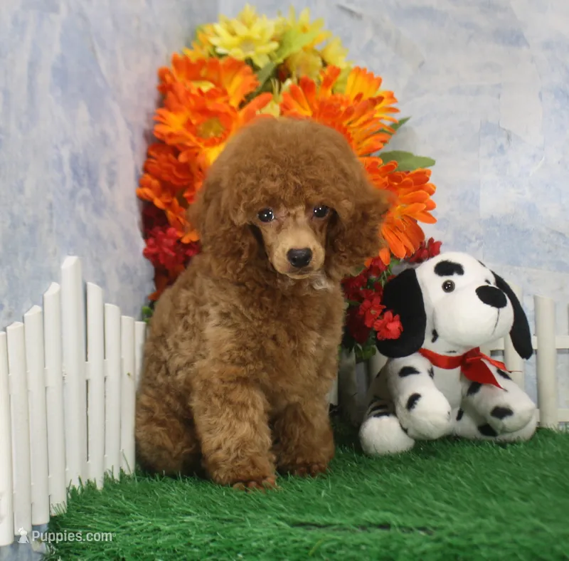 Marlo, AKC Champion Sired – Poodle - Toy  puppy for sale in Butler, MO
