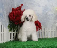 Mac, AKC Grand Champion Sired, a male Poodle - Toy  for sale in Butler, MO – Photo 3 of 7