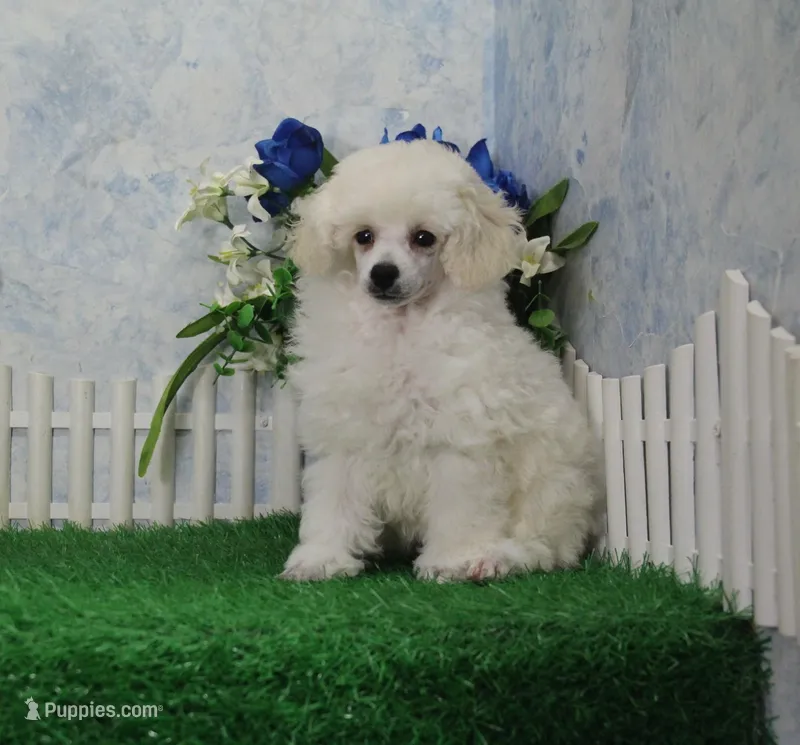 Mac, AKC Grand Champion Sired – Poodle - Toy  puppy for sale in Butler, MO