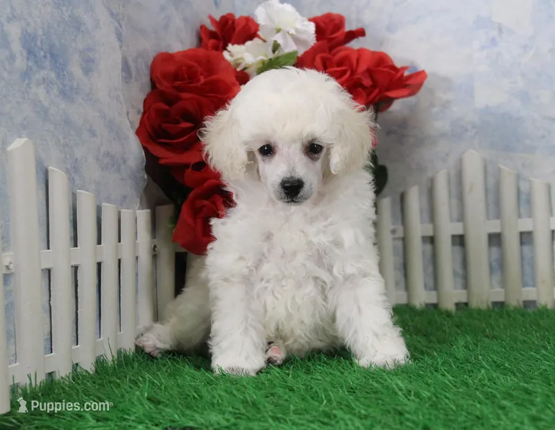 Mac, AKC Grand Champion Sired – Poodle - Toy  puppy for sale in Butler, MO