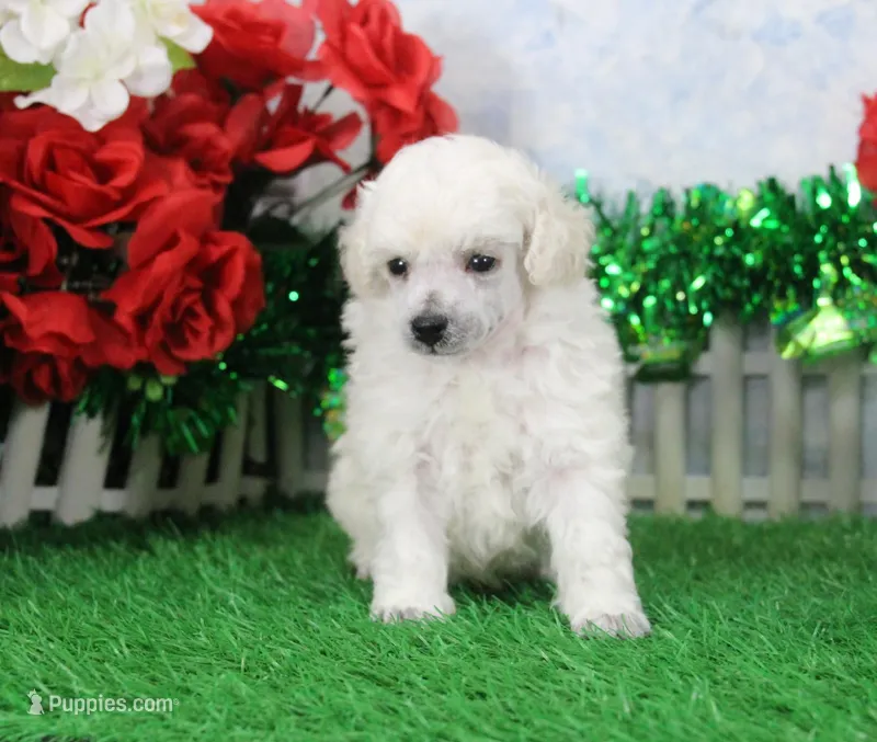 Mac, AKC Grand Champion Sired