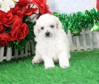 Mac, AKC Grand Champion Sired, a male Poodle - Toy  for sale in Butler, MO – Photo 2 of 6