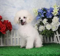 Mac, AKC Grand Champion Sired, a male Poodle - Toy  for sale in Butler, MO – Photo 6 of 7