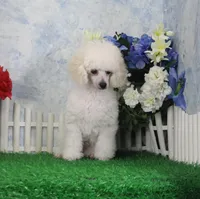 Mac, AKC Grand Champion Sired, a male Poodle - Toy  for sale in Butler, MO – Photo 5 of 7