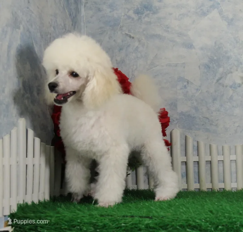 Mac, AKC Grand Champion Sired – Poodle - Toy  puppy for sale in Butler, MO