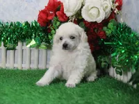 Mac, AKC Grand Champion Sired, a male Poodle - Toy  for sale in Butler, MO – Photo 3 of 6