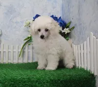 Mac, AKC Grand Champion Sired, a male Poodle - Toy  for sale in Butler, MO – Photo 7 of 7