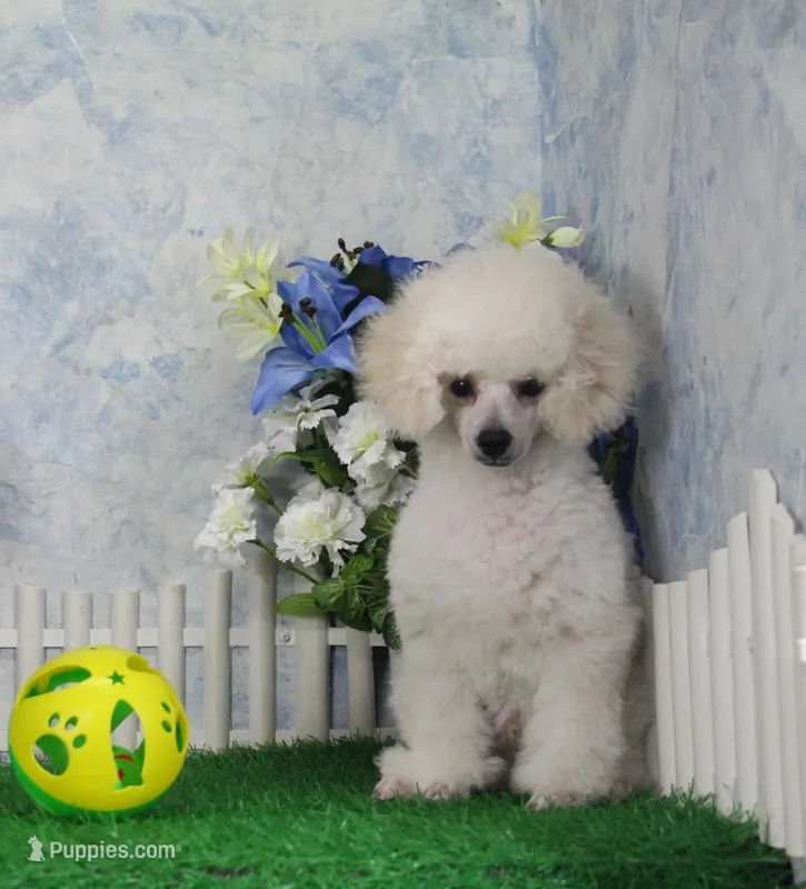 Mac, AKC Grand Champion Sired – Poodle - Toy  puppy for sale in Butler, MO