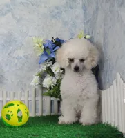 Mac, AKC Grand Champion Sired, a male Poodle - Toy  for sale in Butler, MO – Photo 1 of 7