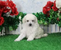 Mac, AKC Grand Champion Sired, a male Poodle - Toy  for sale in Butler, MO – Photo 4 of 6