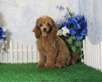 Adam, AKC Champion Sired, a male Poodle - Toy  for sale in Butler, MO – 4 of 7