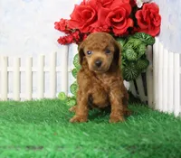 Bingo, AKC Champion Sired, a male Poodle - Toy  for sale in Butler, MO – 4 of 4