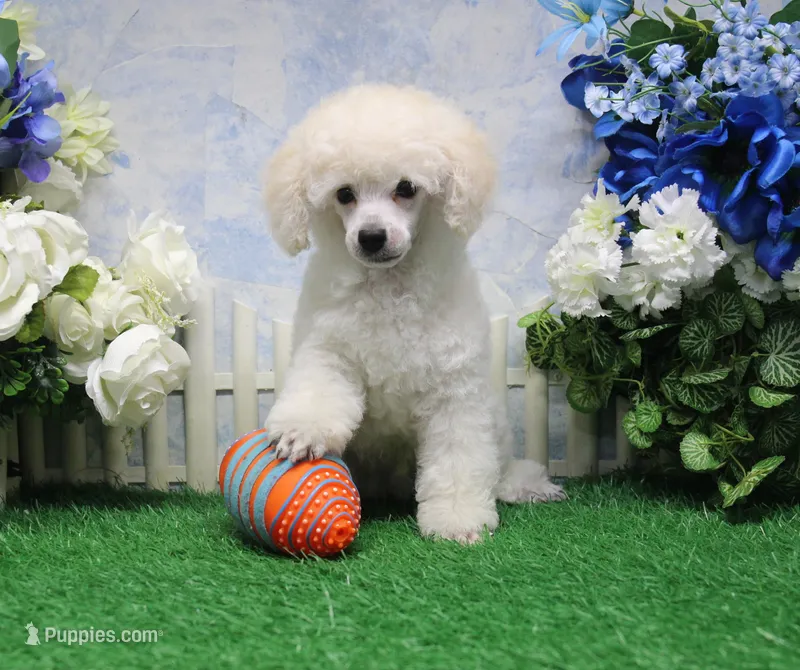 Panda, AKC Champion Sired – Poodle - Toy  puppy for sale in Butler, MO