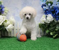 Panda, AKC Champion Sired, a male Poodle - Toy  for sale in Butler, MO – 5 of 7
