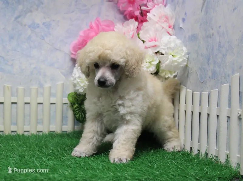 Leila, AKC Champion Sired – Poodle - Toy  puppy for sale in Butler, MO