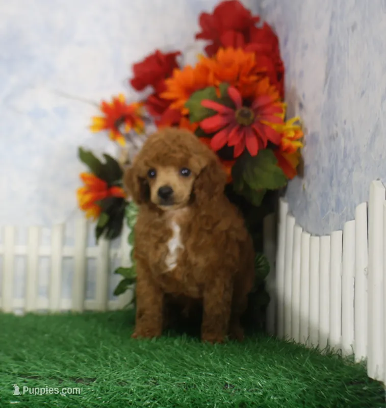 Rusty, AKC Champion Sired – Poodle - Toy  puppy for sale in Butler, MO