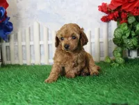 Brooke, AKC Champion Sired, a male Poodle - Toy  for sale in Butler, MO – 1 of 4