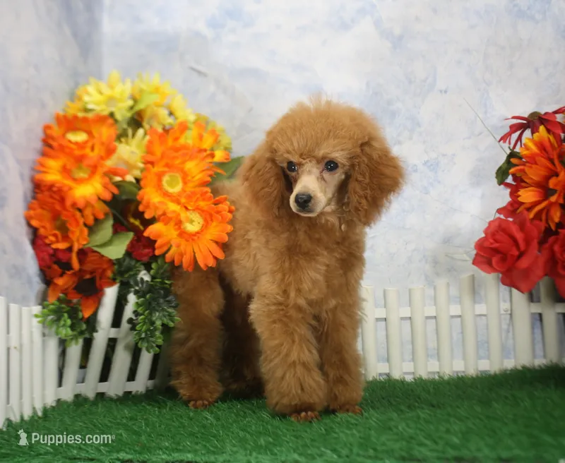 Tate, AKC Champion Sired – Poodle - Toy  puppy for sale in Butler, MO