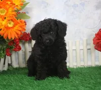 Scotty, AKC Champion Sired, a male Poodle - Toy  for sale in Butler, MO – 3 of 4