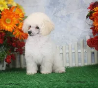 Dewey, AKC Champion Sired, a male Poodle - Toy  for sale in Butler, MO – 7 of 7