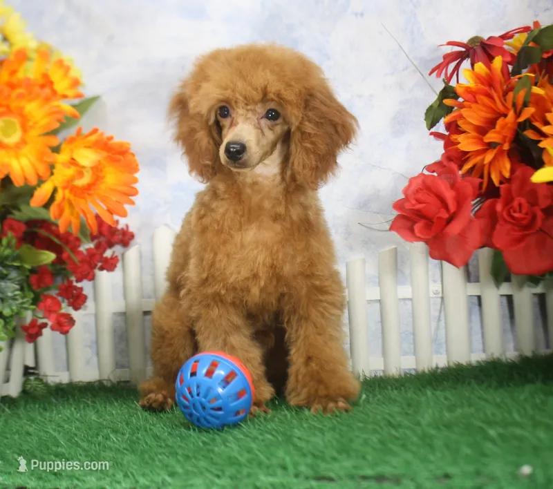 Tyler, AKC Champion Sired – Poodle - Toy  puppy for sale in Butler, MO