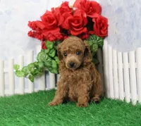 Tate, AKC Champion Sired, a male Poodle - Toy  for sale in Butler, MO – 4 of 4