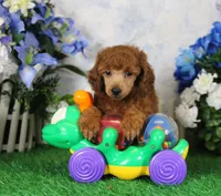 Falcon, AKC Champion Sired, a male Poodle - Toy  for sale in Butler, MO – 5 of 6