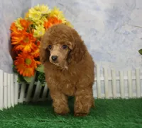 Marlo, AKC Champion Sired, a male Poodle - Toy  for sale in Butler, MO – 6 of 7