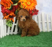 Rose, AKC Champion Sired, a female Poodle - Toy  for sale in Butler, MO – 3 of 4