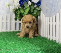 Snoozy, AKC Champion Sired, a male Poodle - Toy  for sale in Butler, MO – 4 of 6